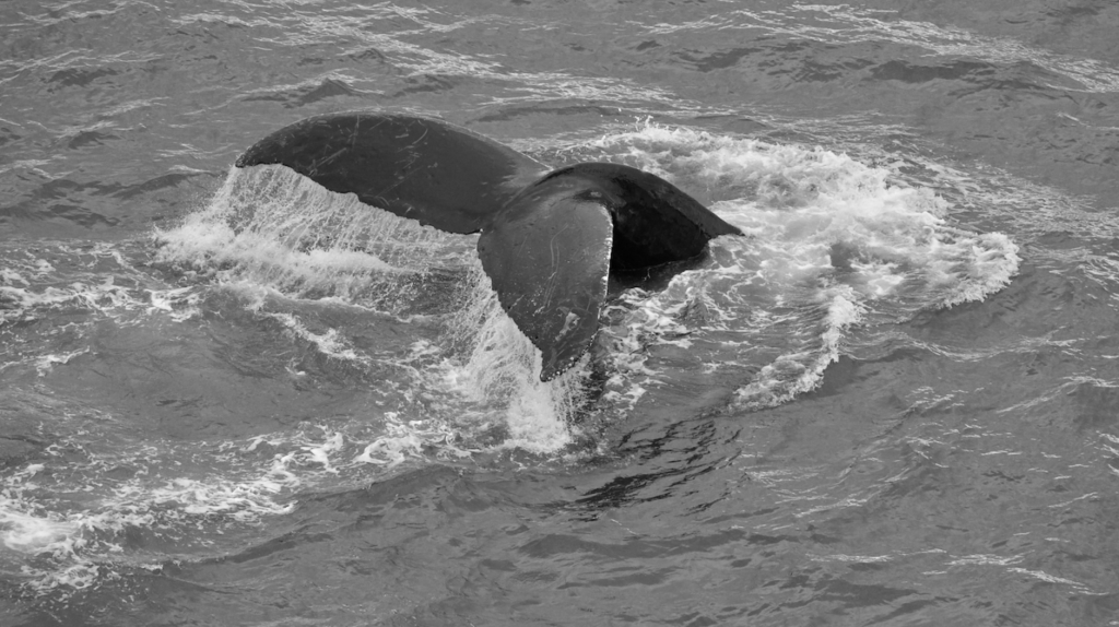 The Voice of Whales: The Stellar Song of the Ocean