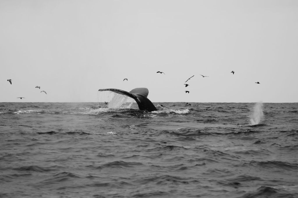 A Voz das Baleias: O Canto Estelar do Oceano